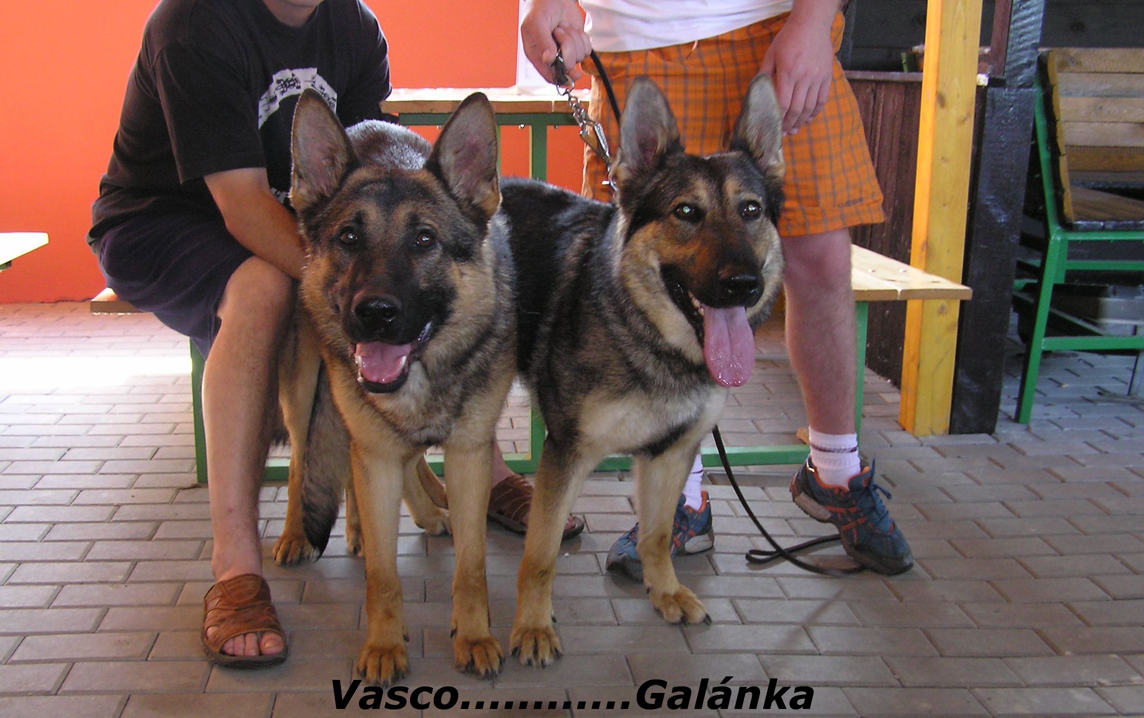 Vasco Vikar + Galnka Galn Nalag