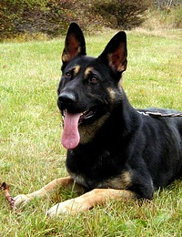 Cheyenne - hlava