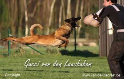 Gucci von den Lausbuben