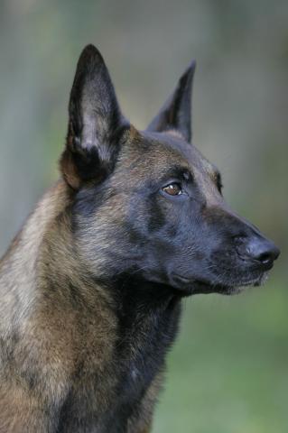 Ajax