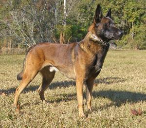 Ajax