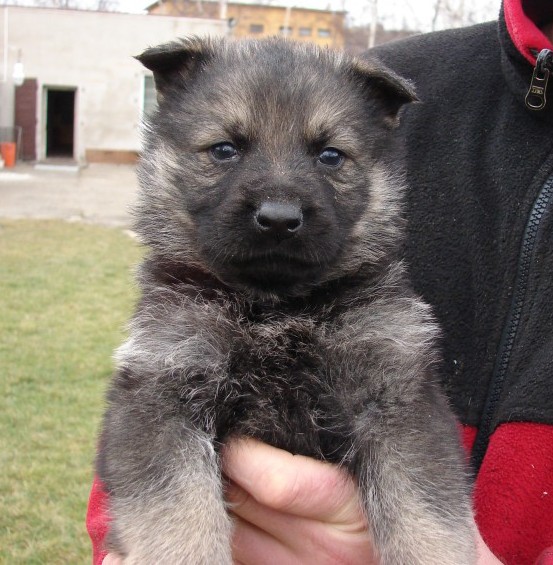 fenka