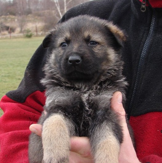 fenka