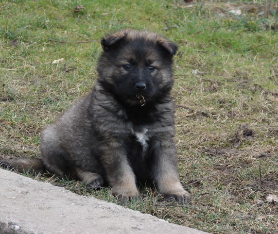 fenka - 6 tdn