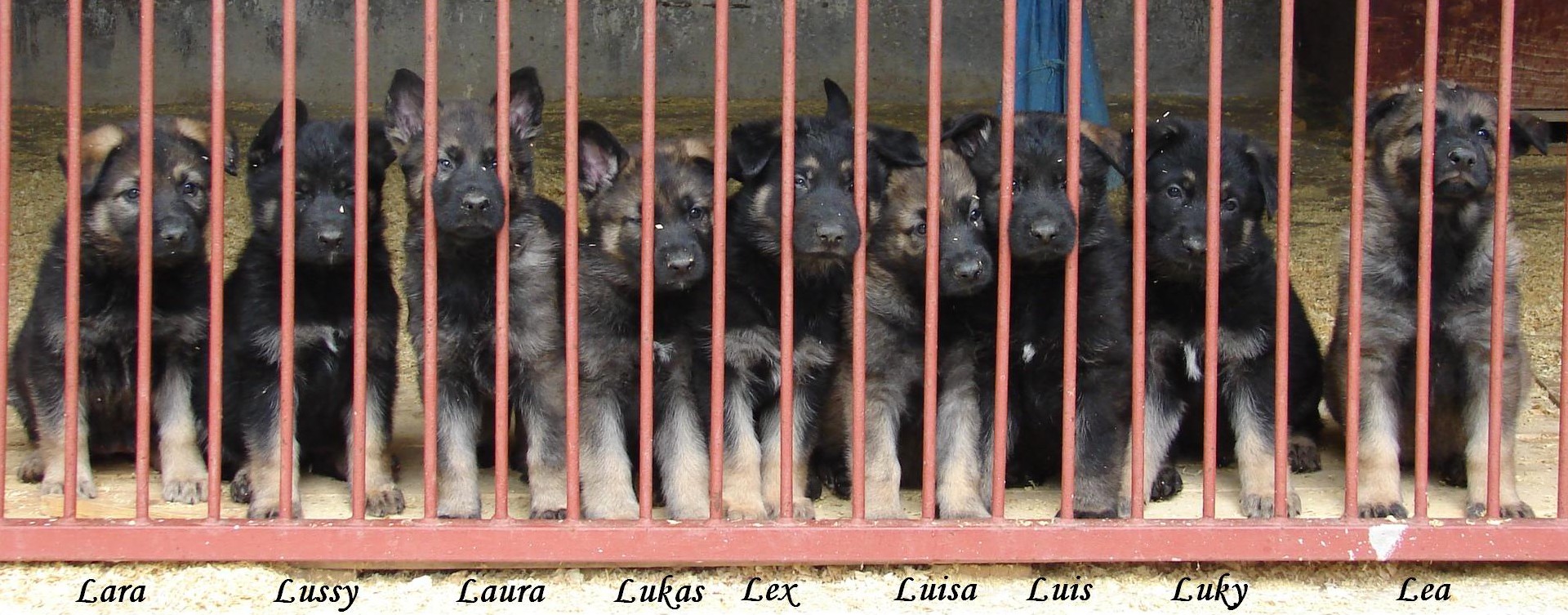 ttka " L "