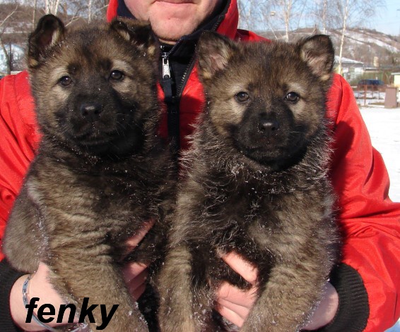 fenky